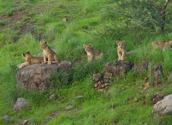 Complete Tour of Gir National Park